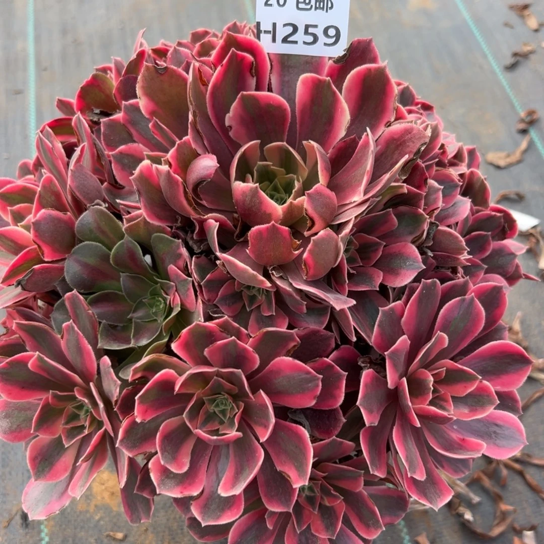 259女妖，多肉法师