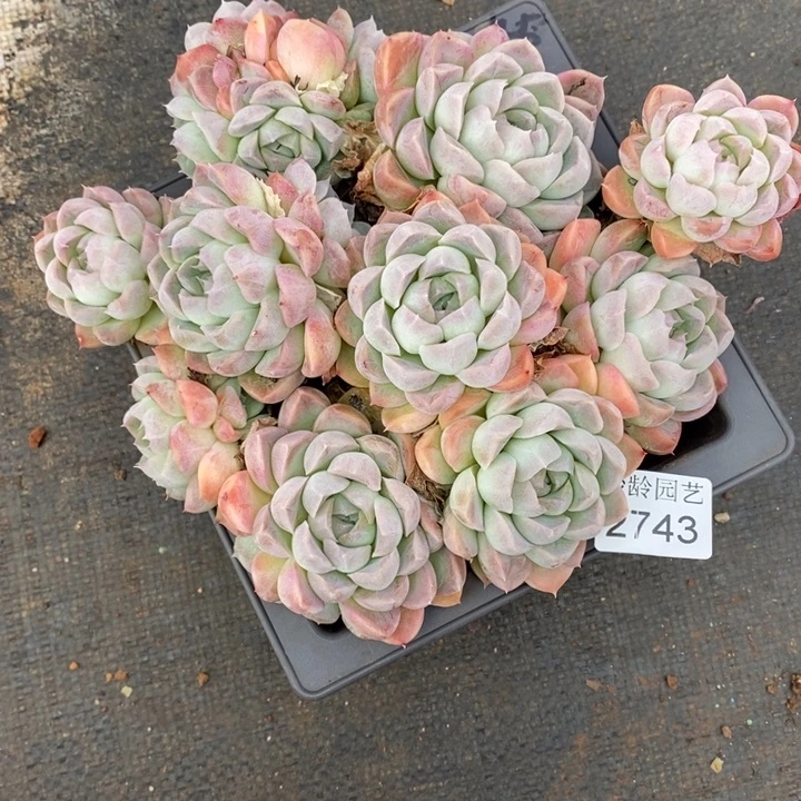 麦***子2743杂交老桩基地～18厘米