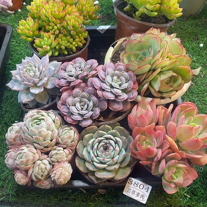 3804，筐拍，微瑕，不售后