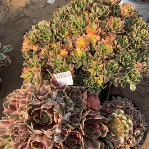 多肉植物女妖甜茶