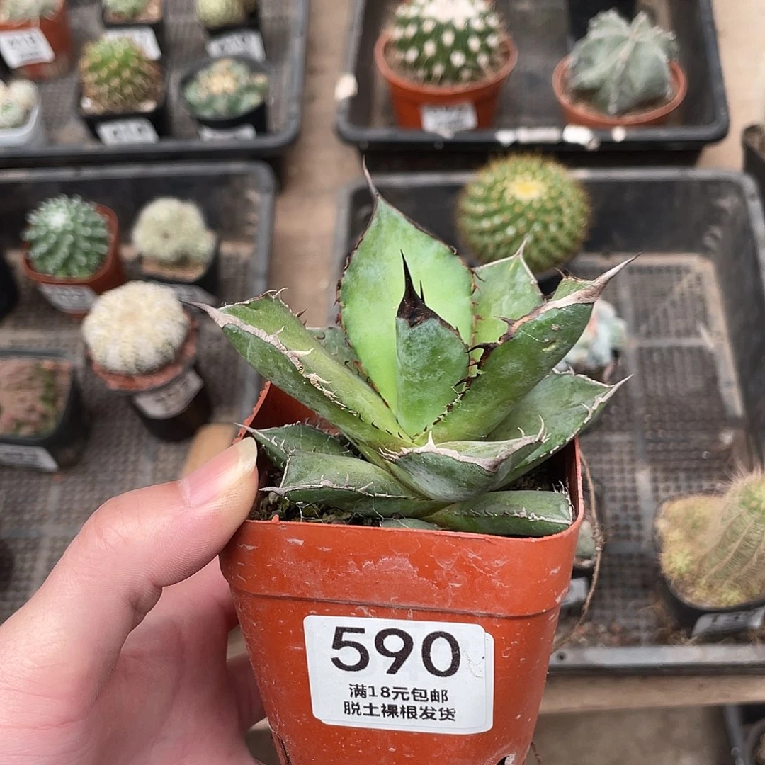 590黑豹（满18包邮）