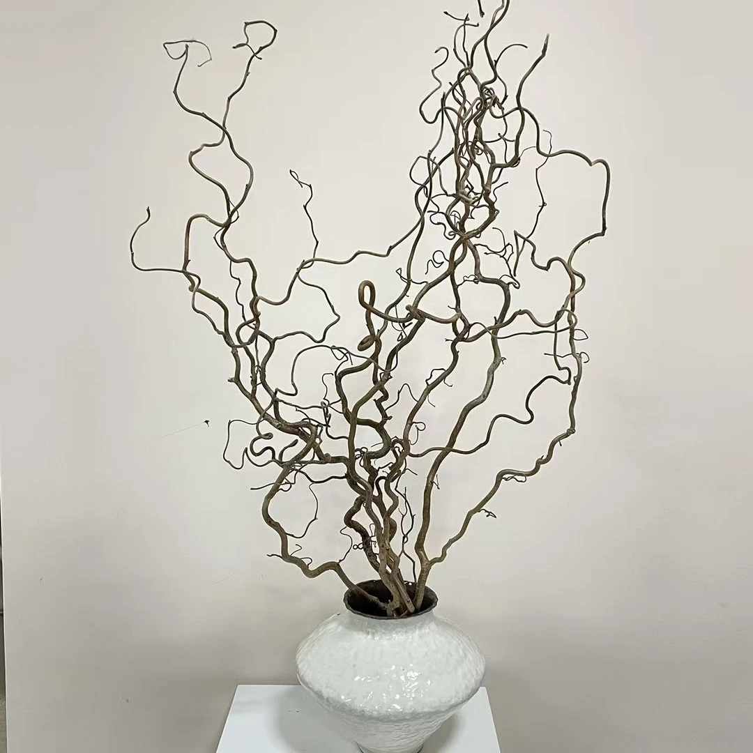【思芹花卉|荷兰进口榛子枝】可做干花，顺丰冷链包邮，不凑单