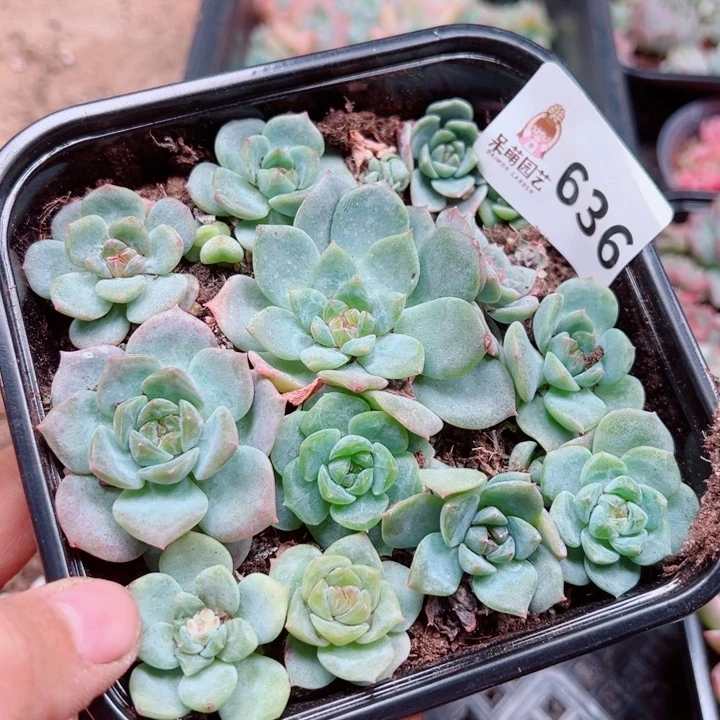 多肉植物多肉植物