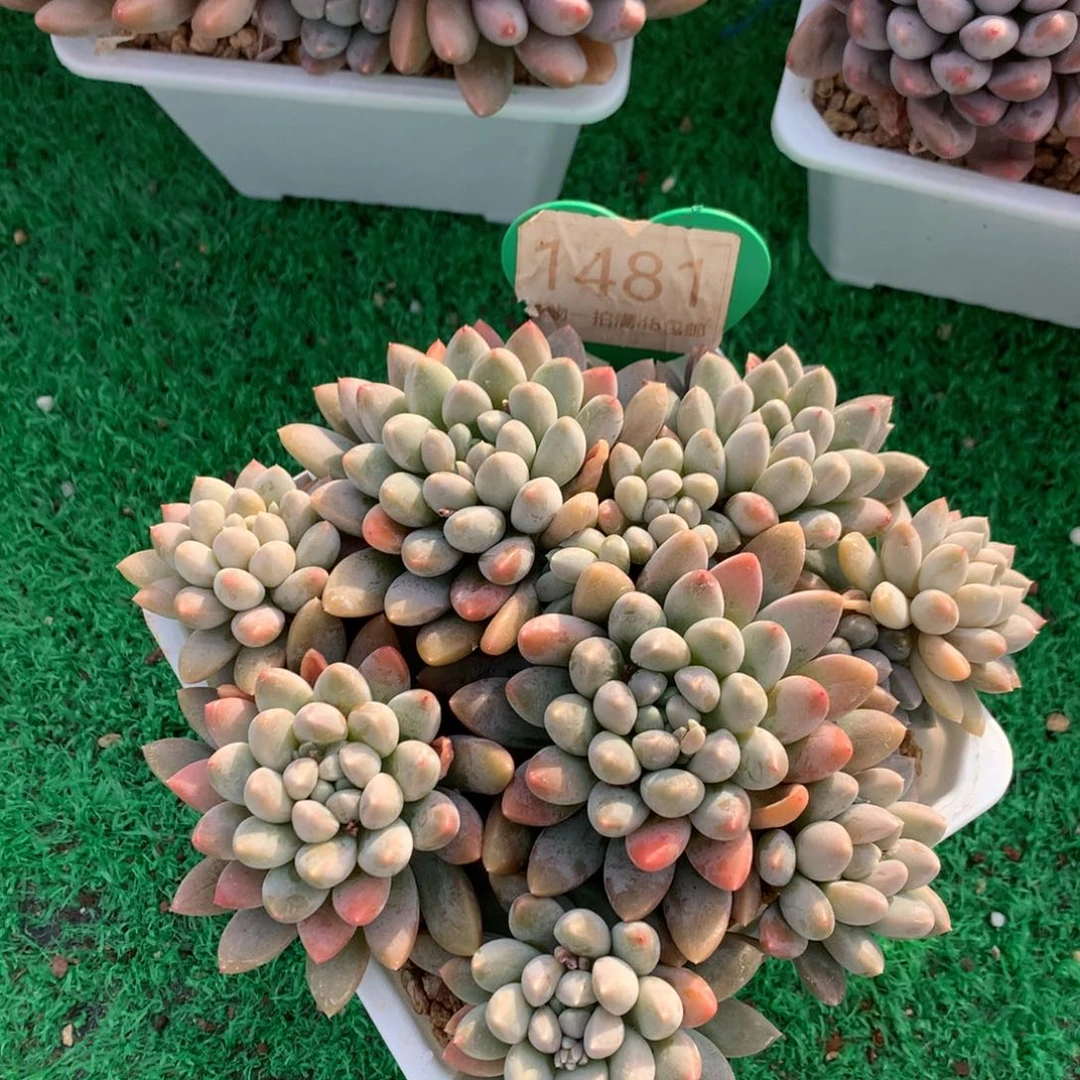 七彩奶糖无砍平头1481