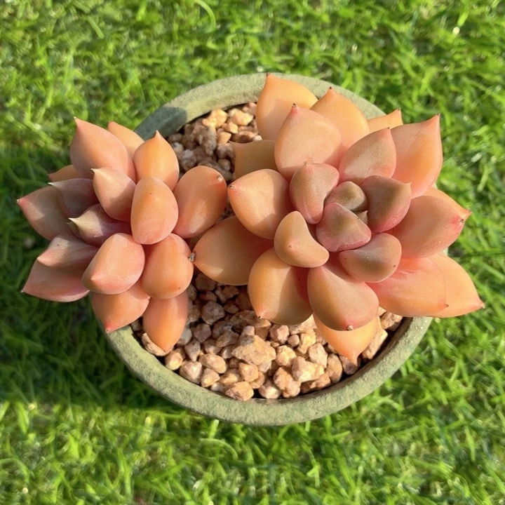 多肉植物 红象牙-4