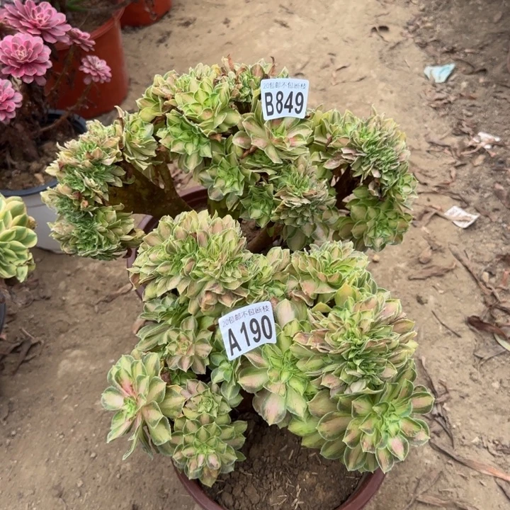 小***令2颗849号190号韶华缀……