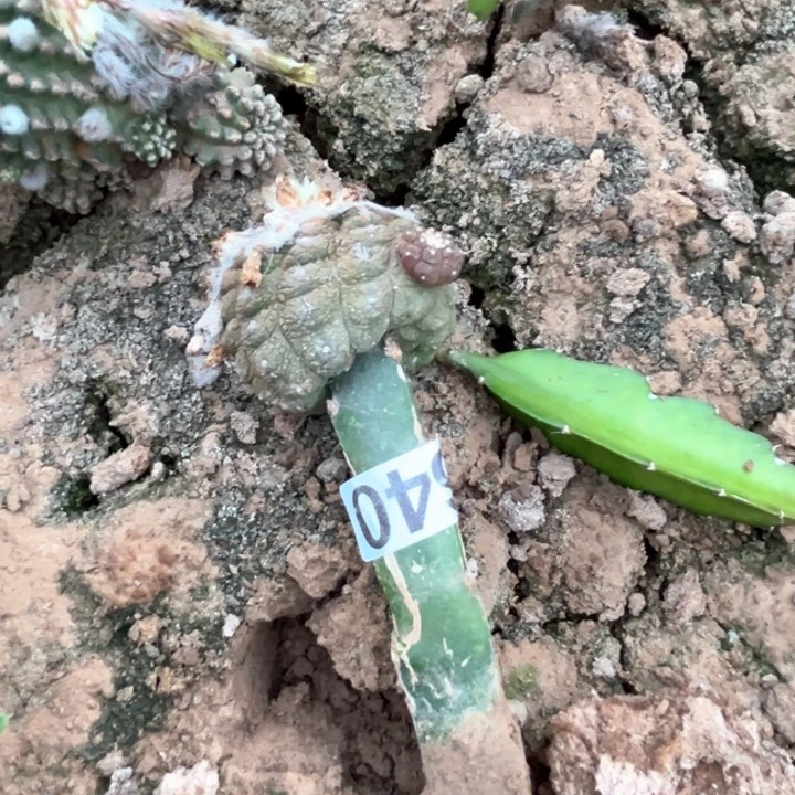 狗***爹640号仙人球开花了