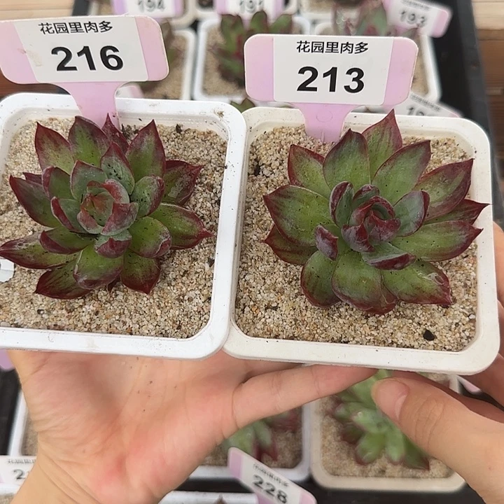 216、213 惊鸿仙子多肉植物