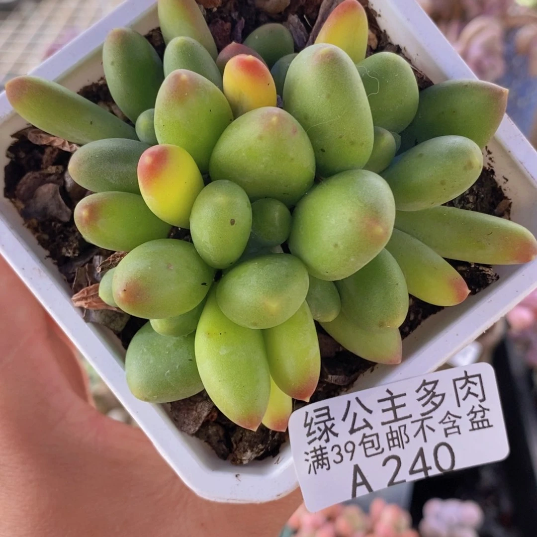 芒果kk奶8cm240多肉植物