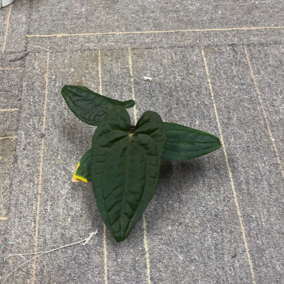 无花朵初代黑凤凰xpapi