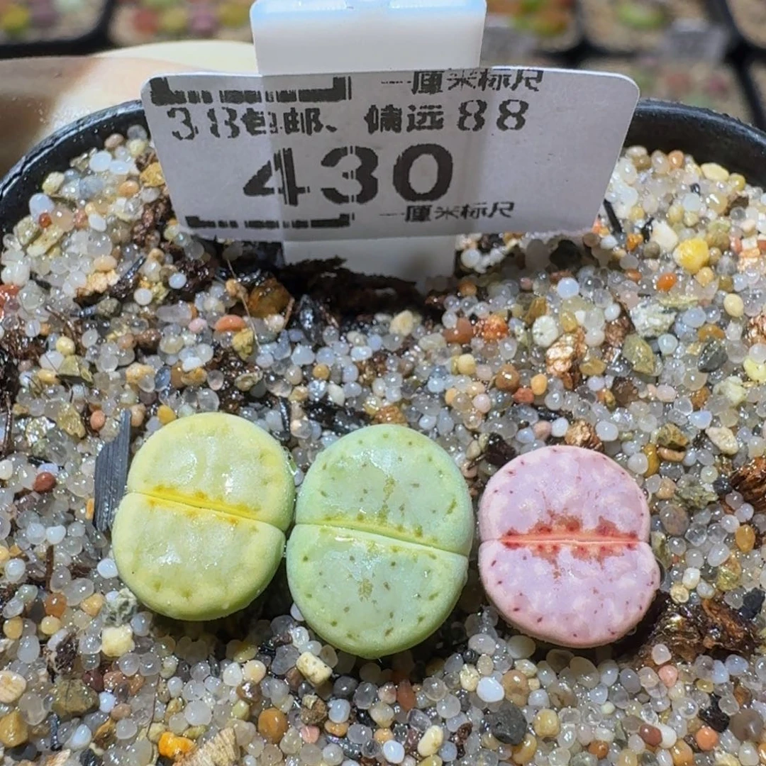 Ssss精品生石花430