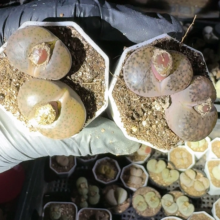 生石花11111。     3