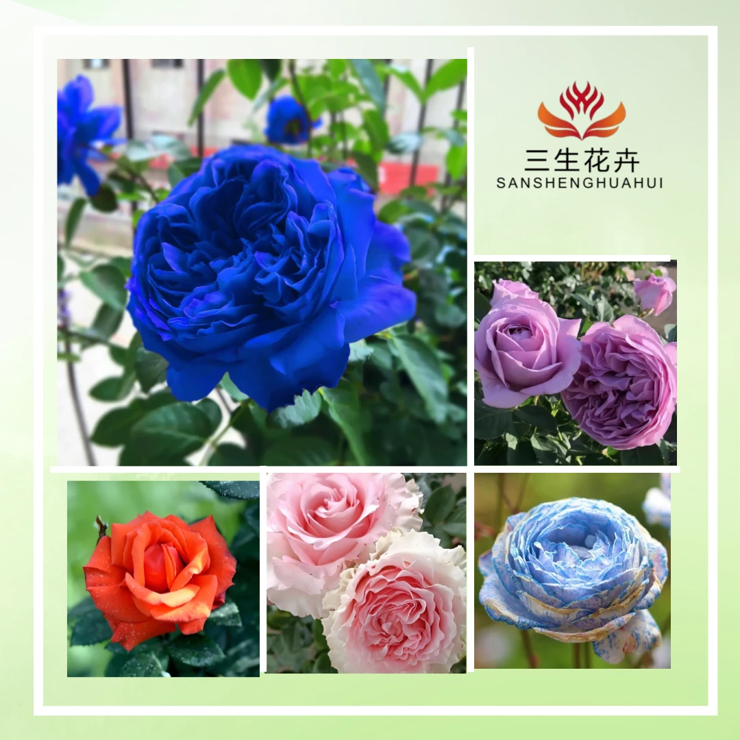 三生花卉  2加仑灌木月季一物一拍