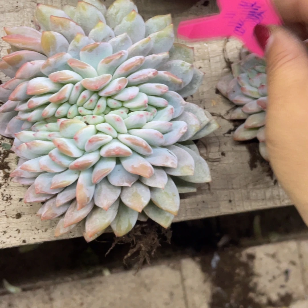 狮***喵170石榴子星影瑕疵有个断头分期150