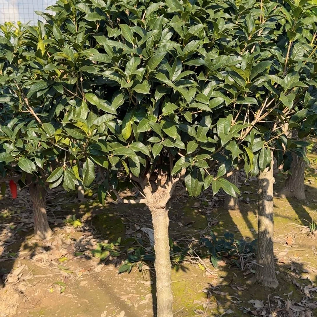 《***带无花朵桂花。八月桂系列