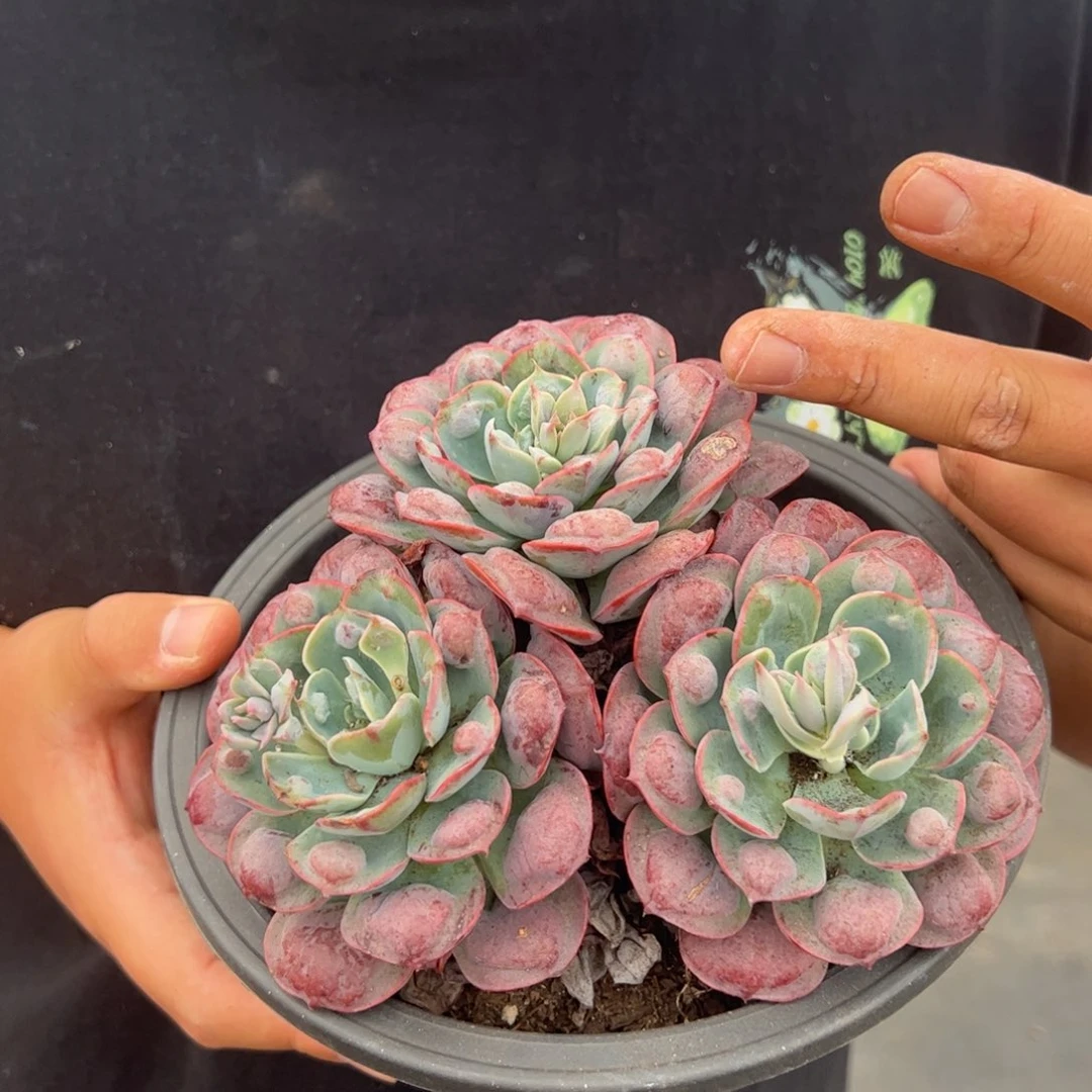 雨滴大三头起发整桩