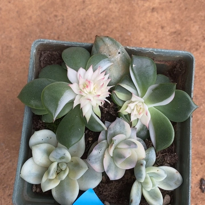 D465- 直播福利 锦