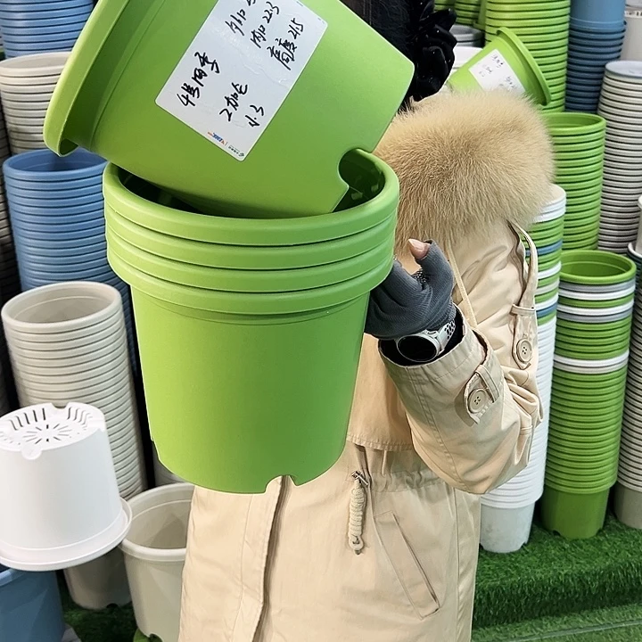 特价4号四季口25高21.5果绿无托5只