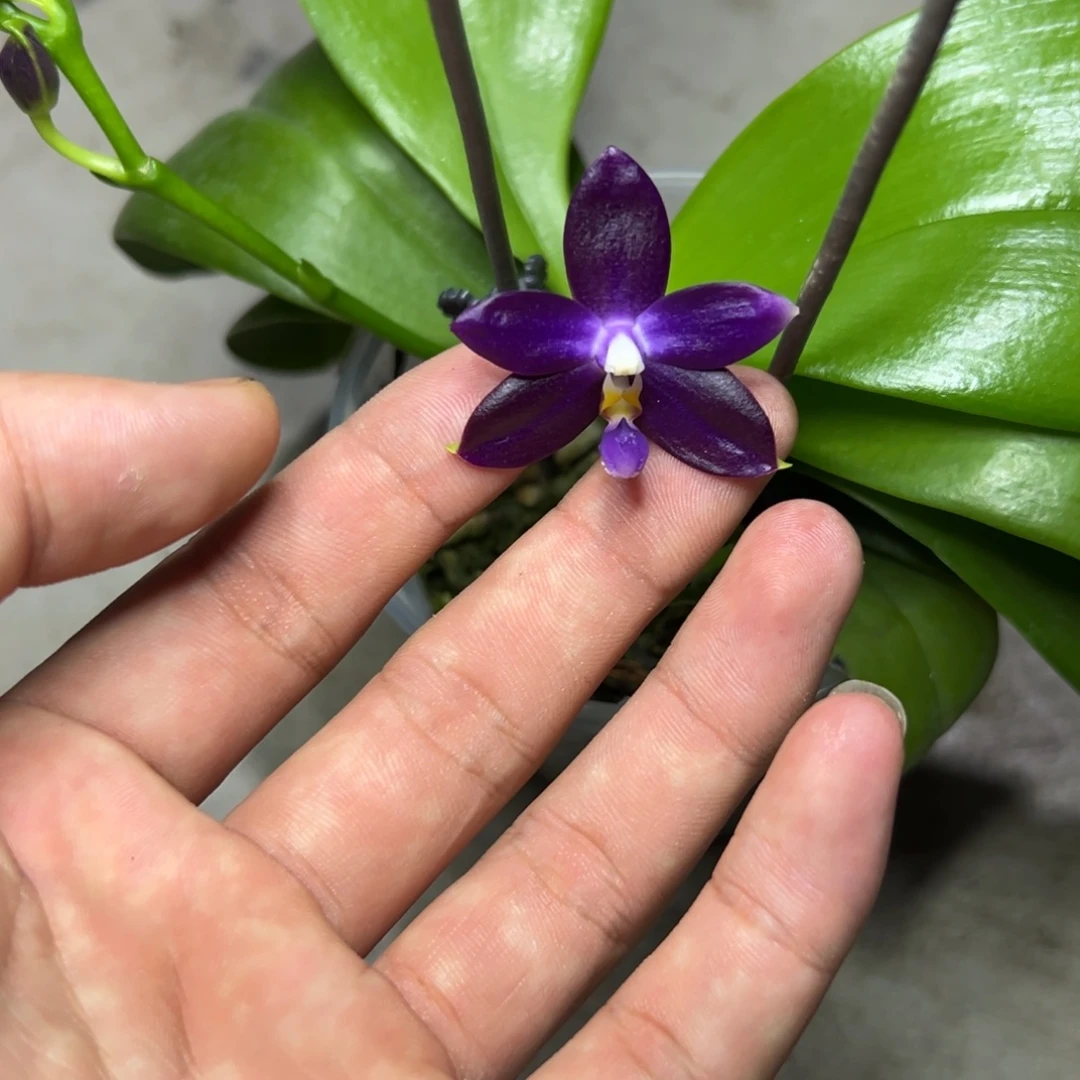 完全开放l320三寸ys1180