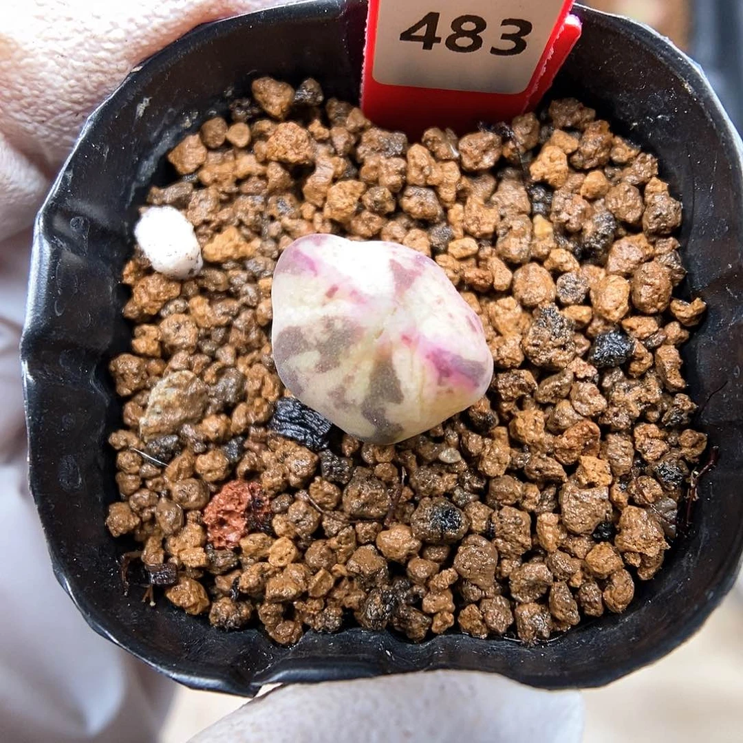 多肉植物A-483（1.3）少将杂锦