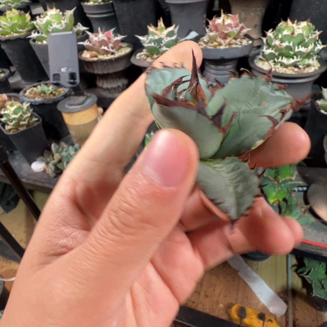 大大大大大芽子大大