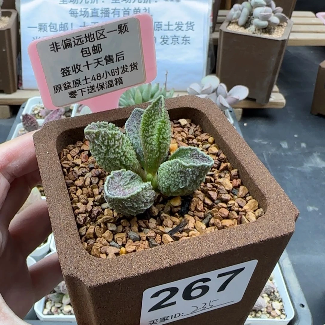 ?****叽267碧落多肉植物