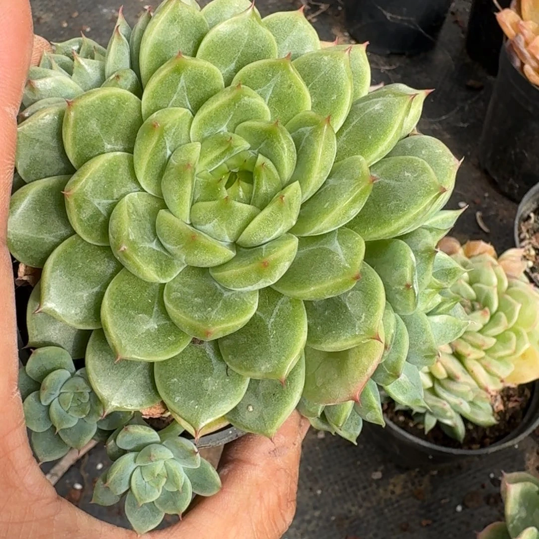 多肉杂交一物一拍13-34