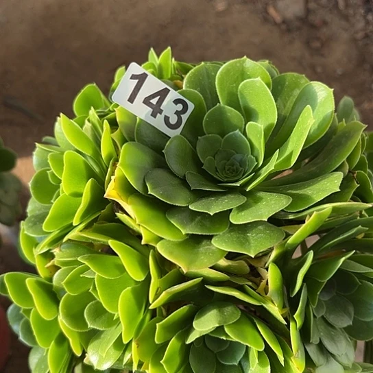 懒****班多肉植物一个