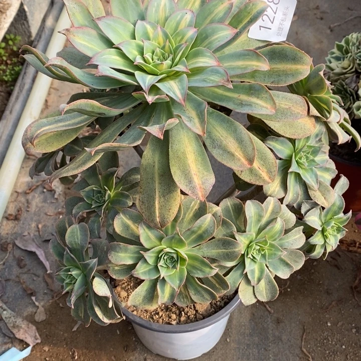 黄中班多肉断头不包1228