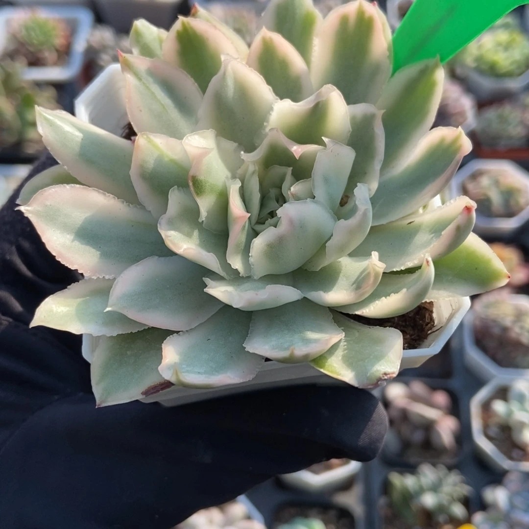 869紫蝴蝶锦多肉植物