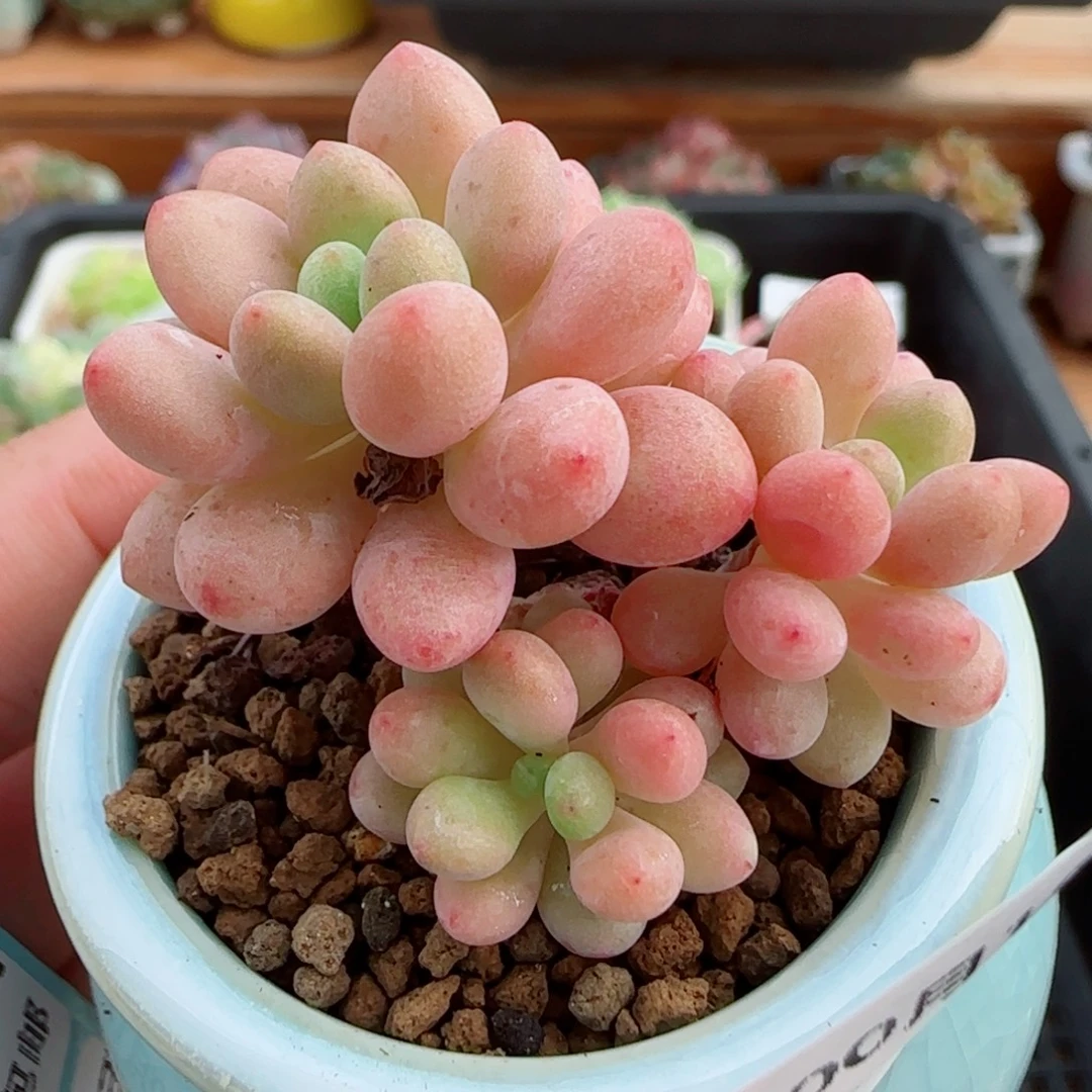 花语逸镜0018-63鱼子酱