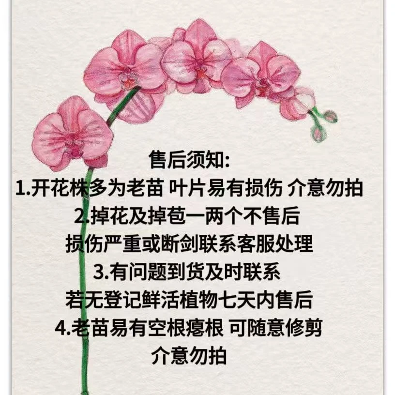 植趣福利蝴蝶兰【随机中小花福利】开播福利