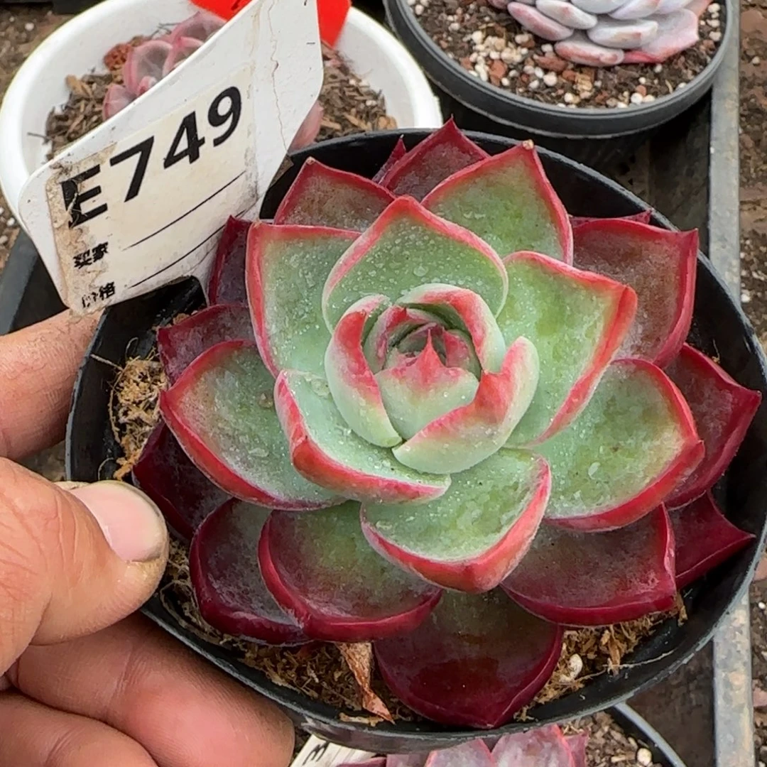 惊鸿一物一拍包装收缩花旱749