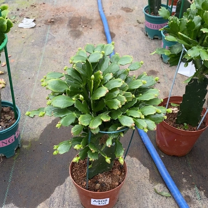 当前无花栽培后可以开花小*姐808嫁接043