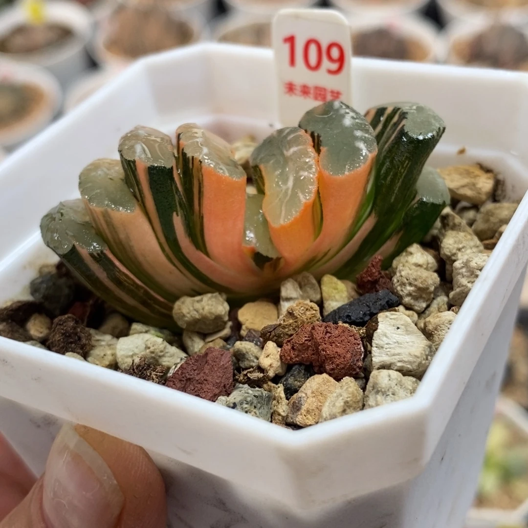 109隼×炫舞玉扇锦