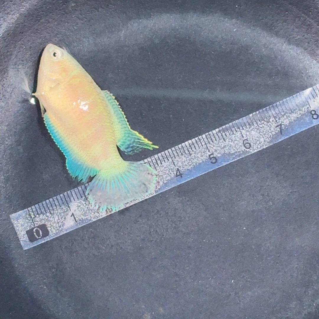 斗鱼精品国斗直播5