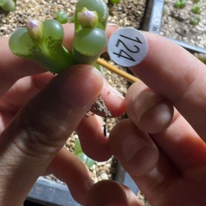 4***7多肉~：：：：：：：124...