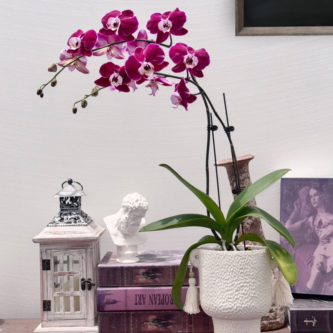 TOP FLOWER/上花 蝴蝶兰盆栽 幻影 长舌卷边 【顺丰发货】