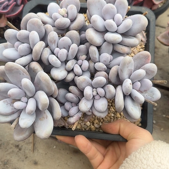 原始奶酪多肉一上午吃