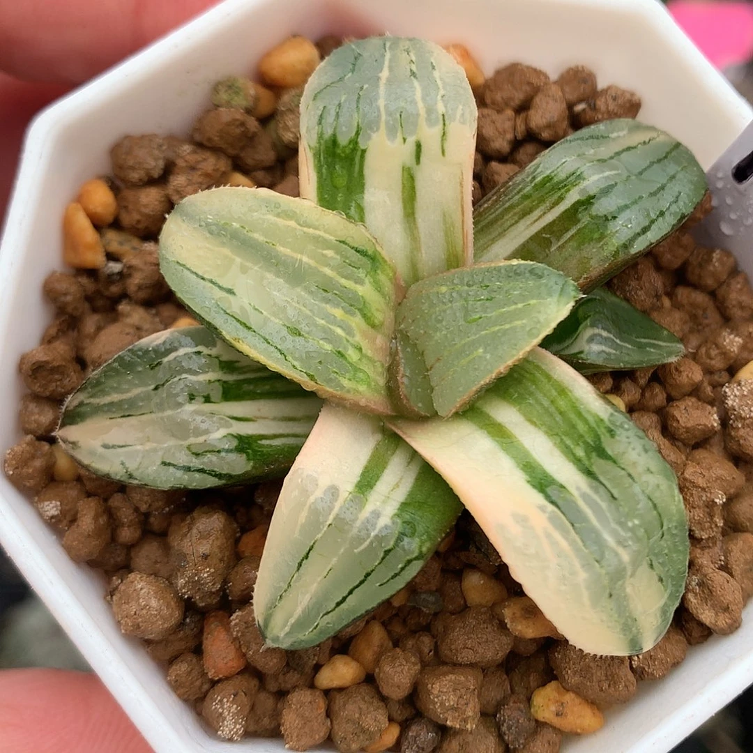 17号史扑寿锦带盆土