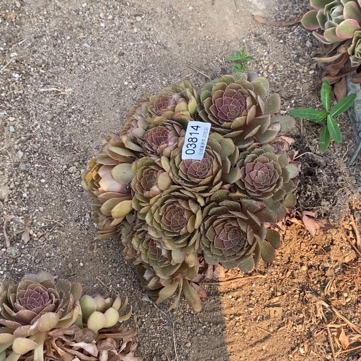 03814红磨多肉植物