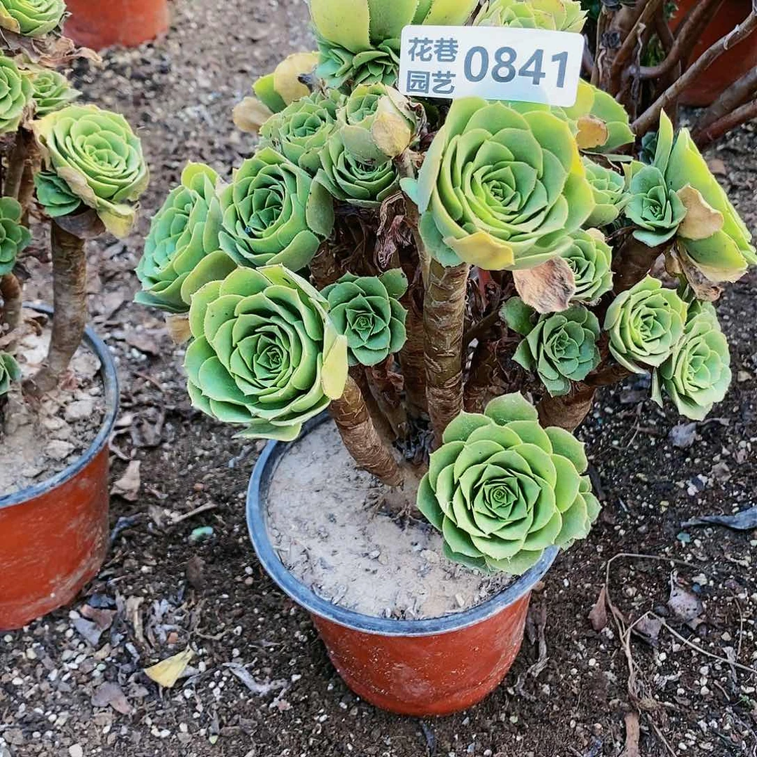 841号绿羊绒20元包邮不包断枝