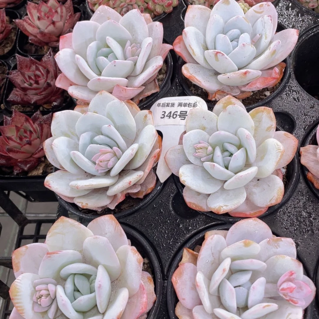 346号 宽叶全状态雪莲单头一个