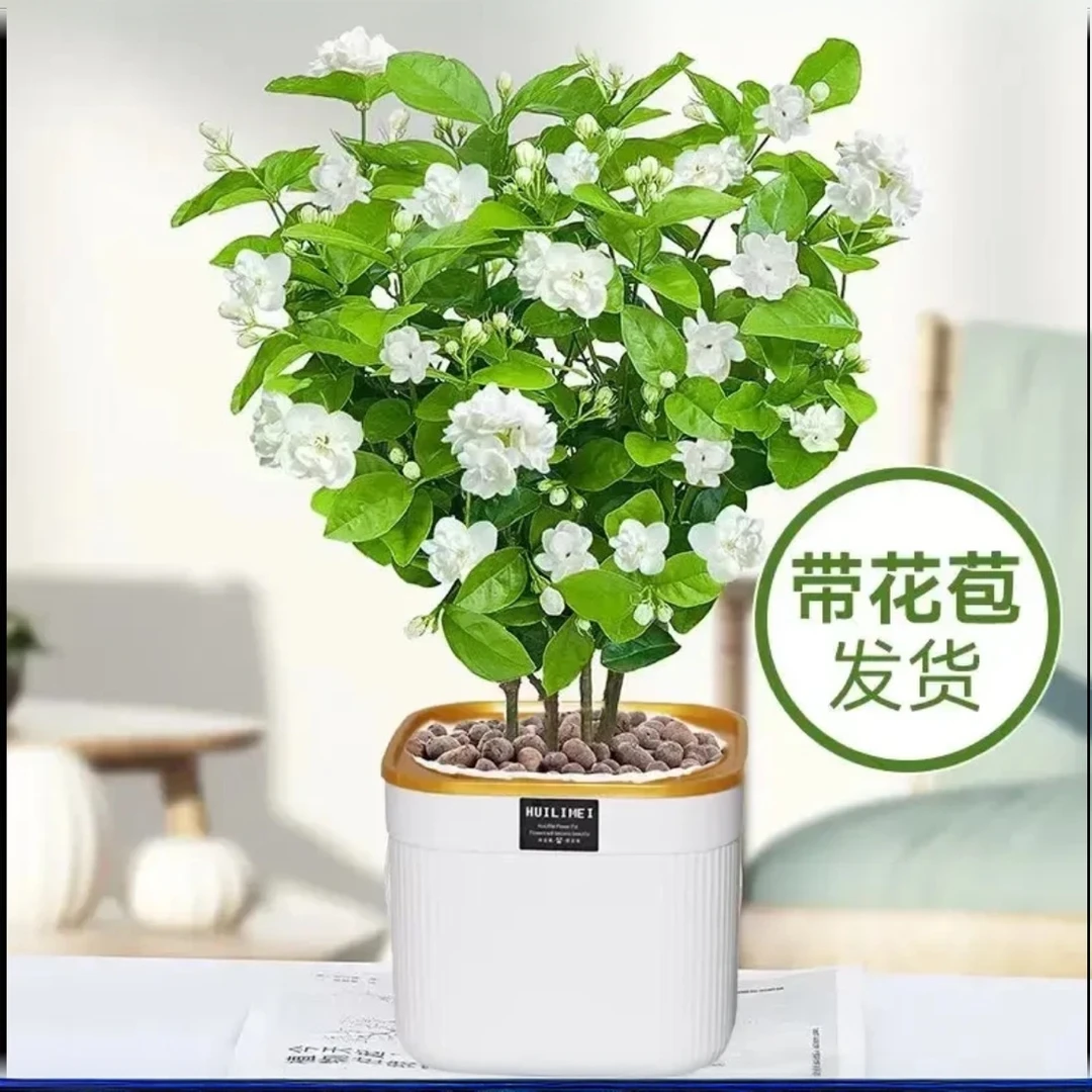 重瓣浓香茉莉花盆栽四季开花不断好养室内阳台花卉绿植