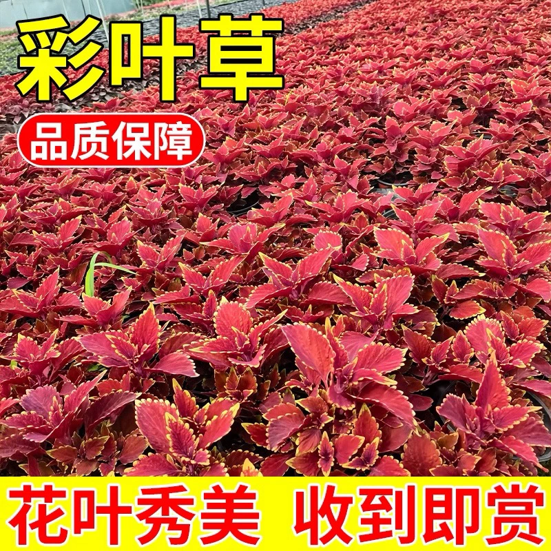 【到手三盆】彩叶草红叶花四季观叶植物室外耐热绿植盆栽庭院阳台