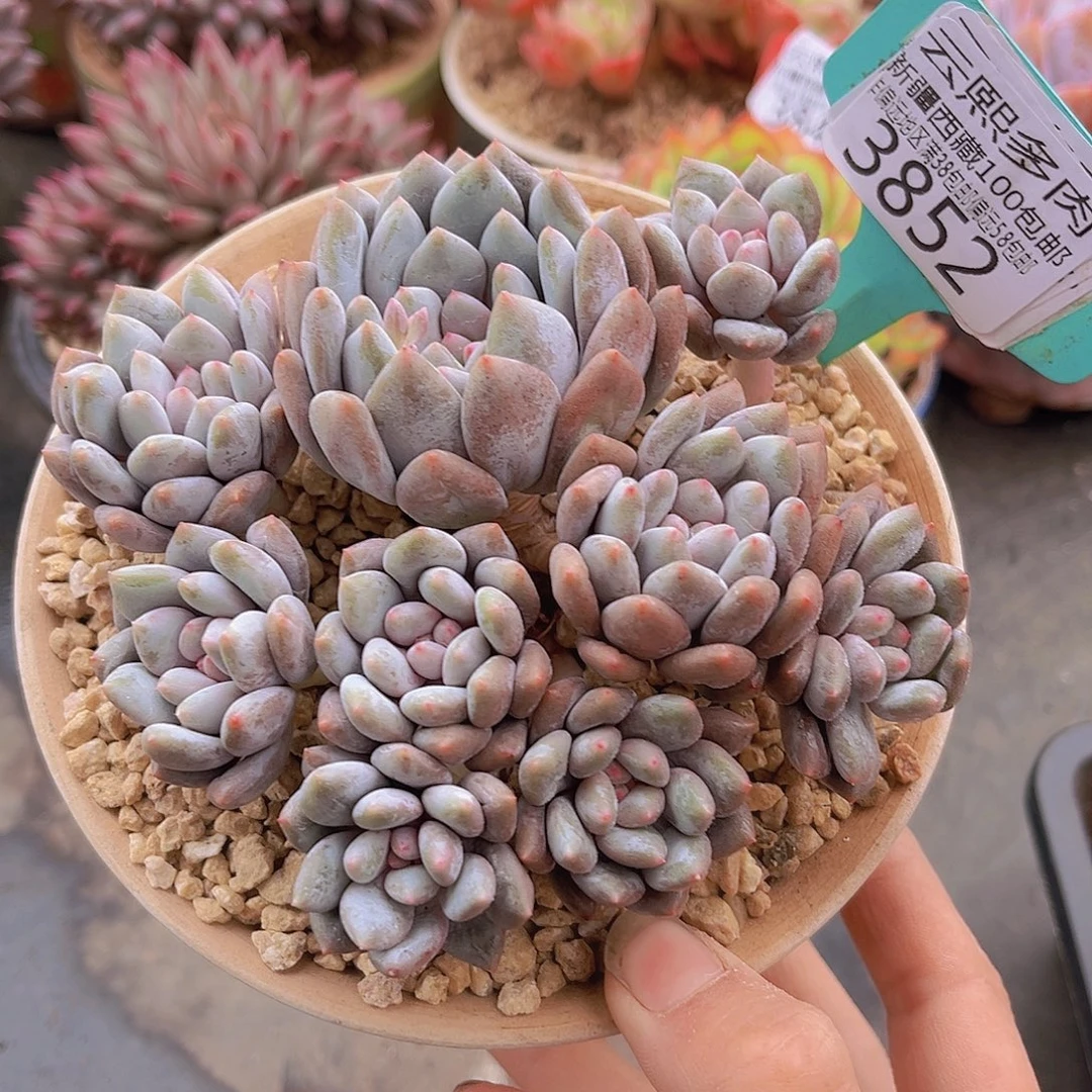3852半夏多肉植物