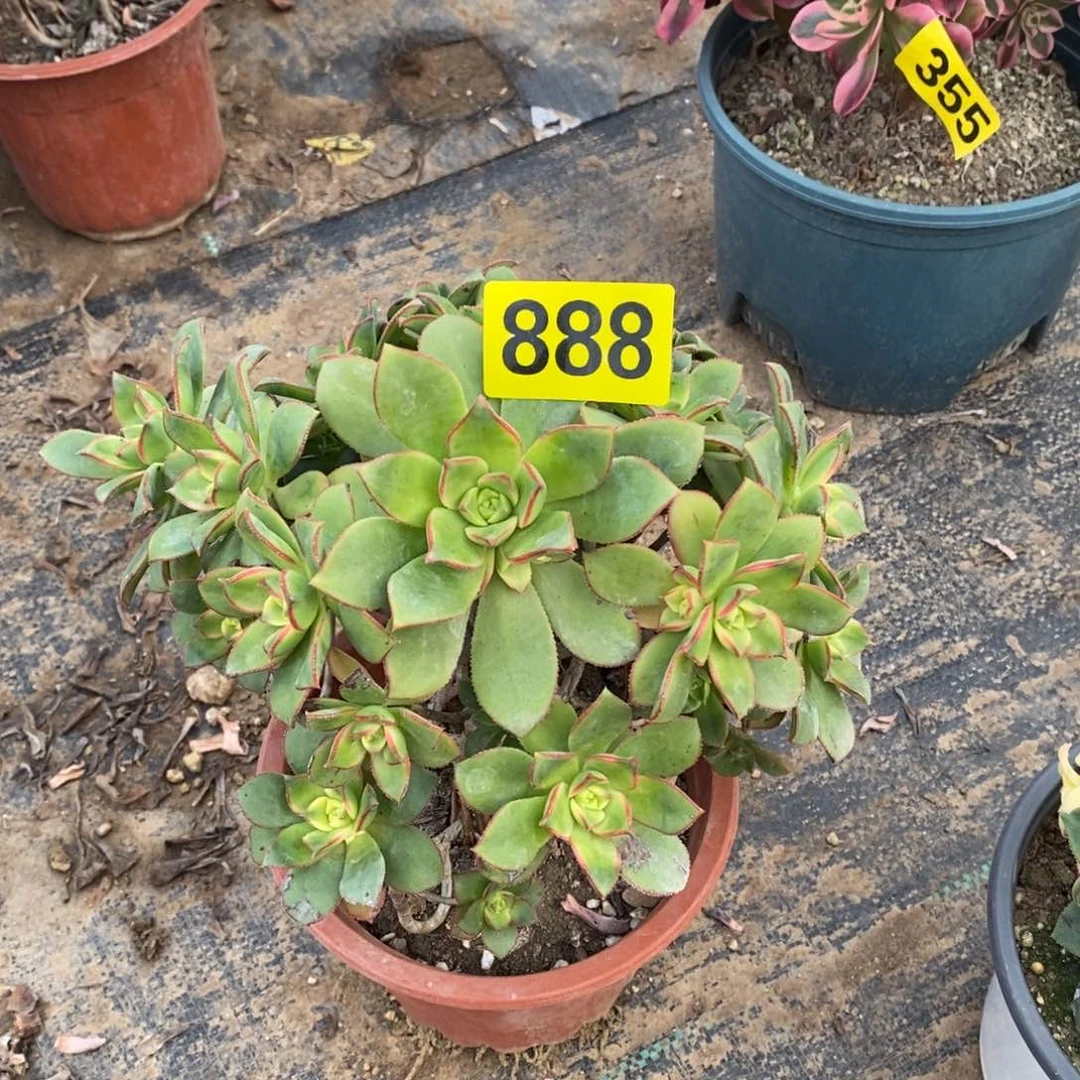 艳日灰多肉法师888