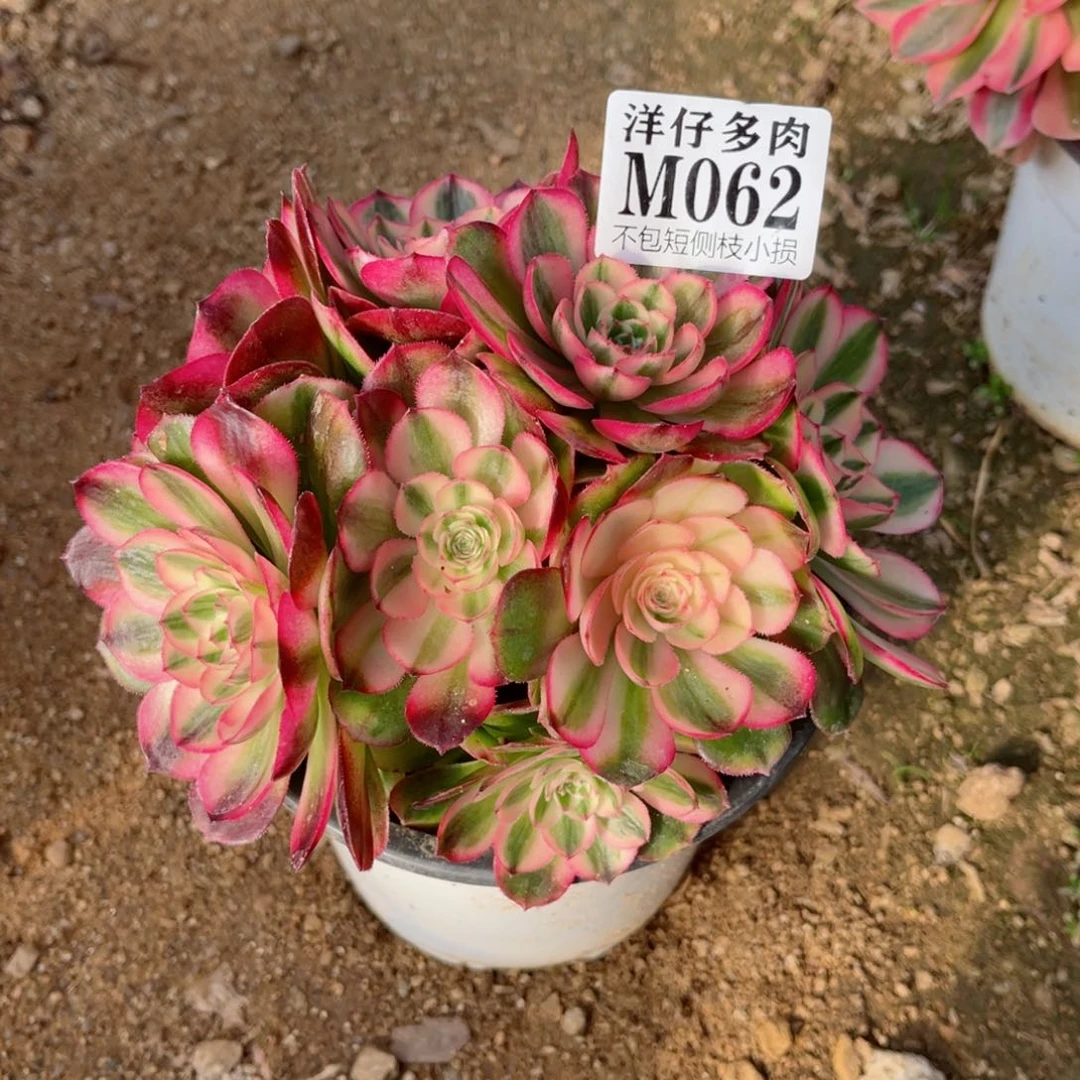 小*062荔枝 冠幅16左右