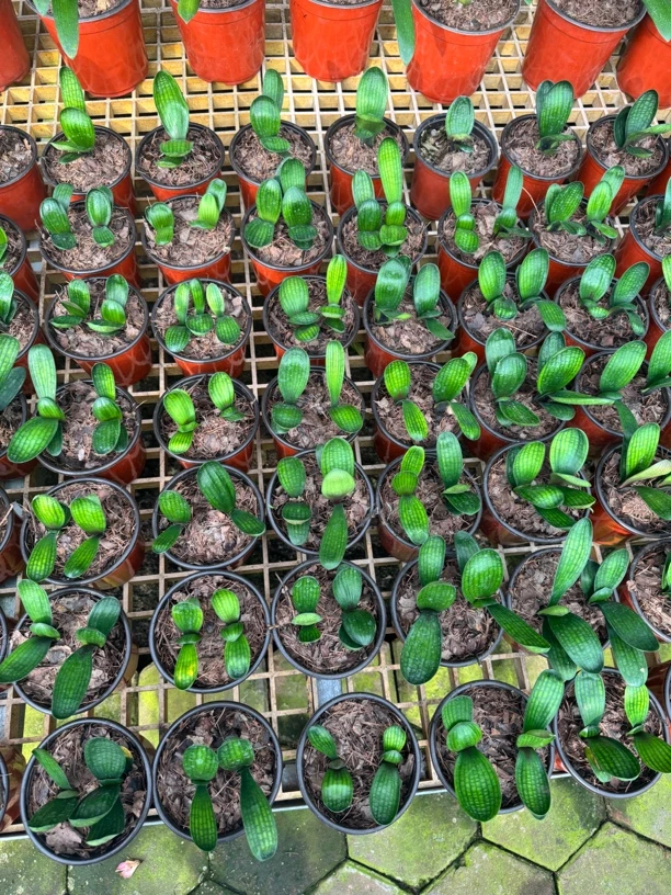 君子兰精品福利特价直播间链接