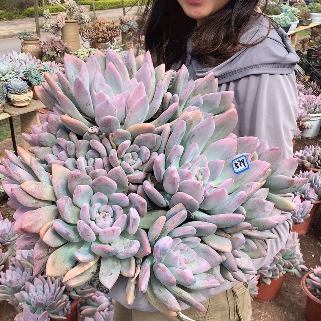 579 奥普 一物一拍